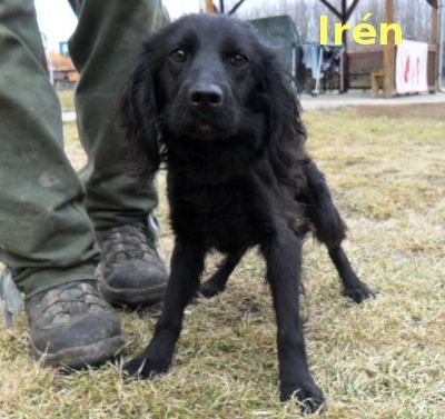 iren.jpg