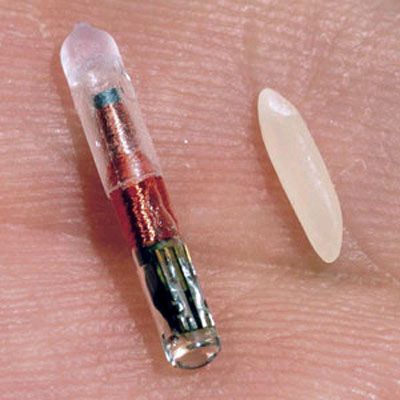 microchip-3.jpg