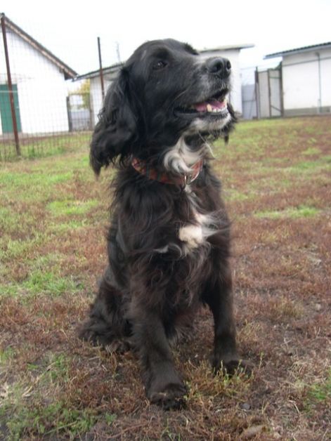 spaniel.jpg